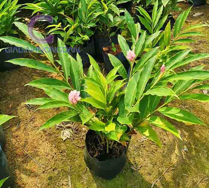 Cây Hạnh Phúc (Sẹ Đỏ) Cây Hạnh Phúc (Sẹ Đỏ)