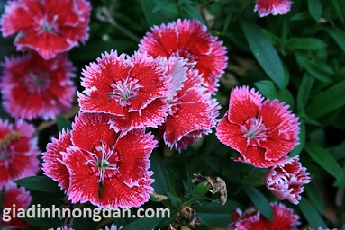 Cây Hoa Cẩm Chướng Cây Hoa Cẩm Chướng