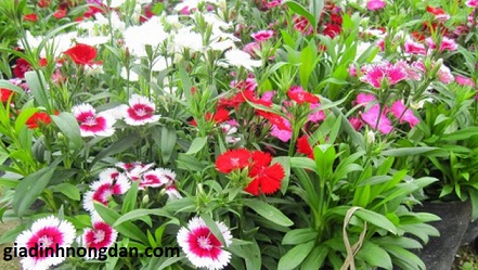Cây Hoa Cẩm Chướng Cây Hoa Cẩm Chướng