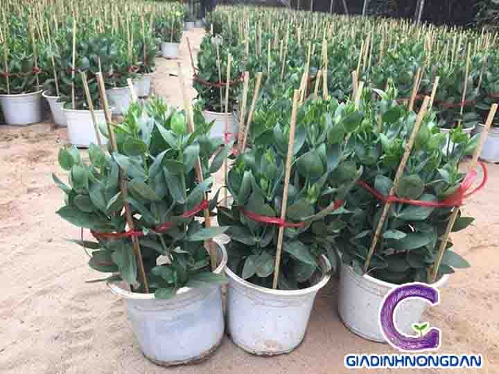 Cây Hoa Cát Tường
