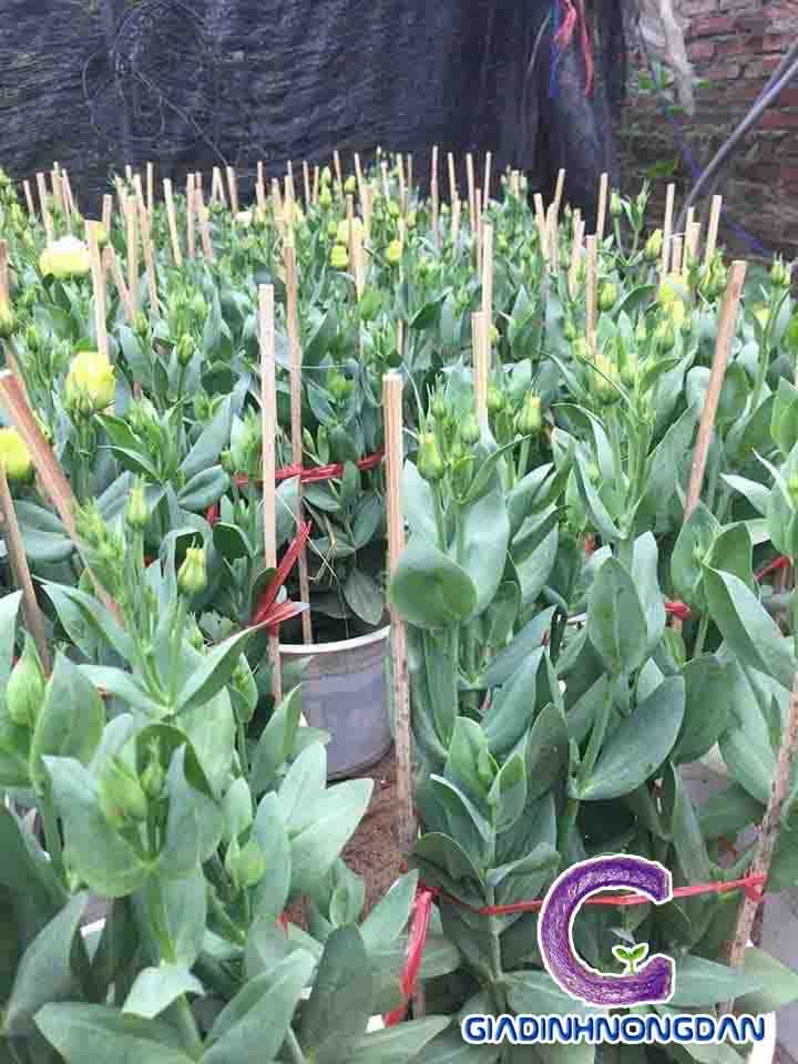 Cây Hoa Cát Tường Cây Hoa Cát Tường