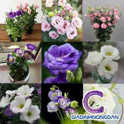 Cây Hoa Cát Tường Cây Hoa Cát Tường