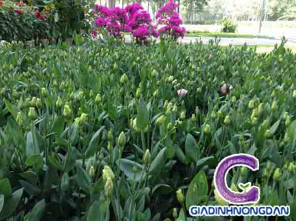 Cây Hoa Cát Tường Cây Hoa Cát Tường