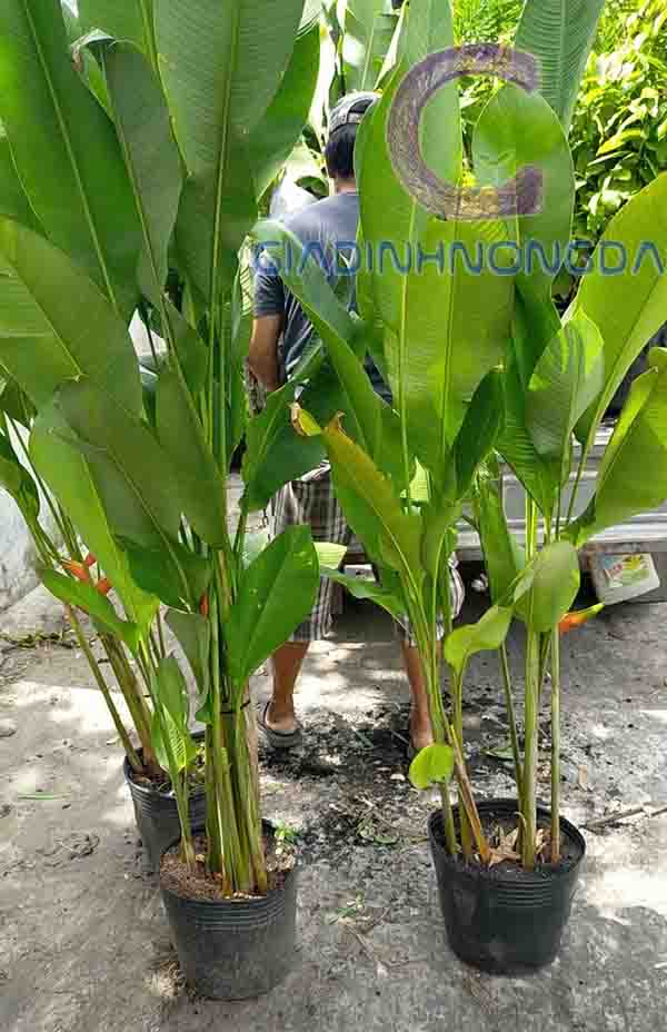 Cây Hoa Chuối Pháo Cây Hoa Chuối Pháo