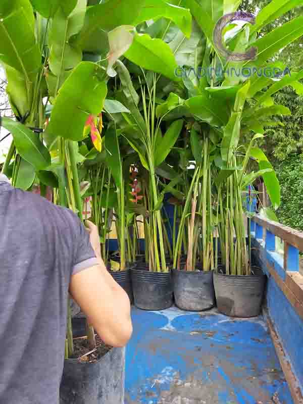 Cây Hoa Chuối Pháo Cây Hoa Chuối Pháo