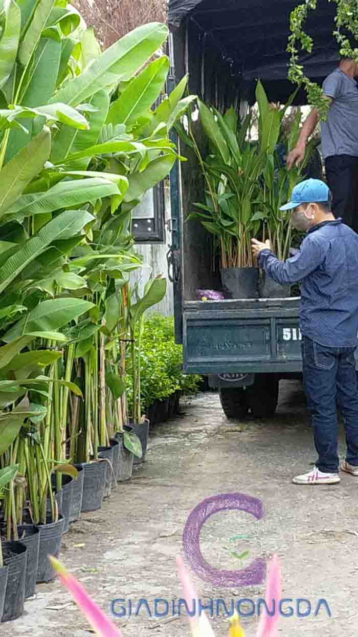 Cây Hoa Chuối Pháo Cây Hoa Chuối Pháo
