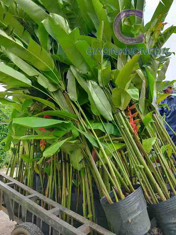 Cây Hoa Chuối Pháo Cây Hoa Chuối Pháo