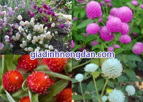Cây Hoa Cúc Bách Nhật