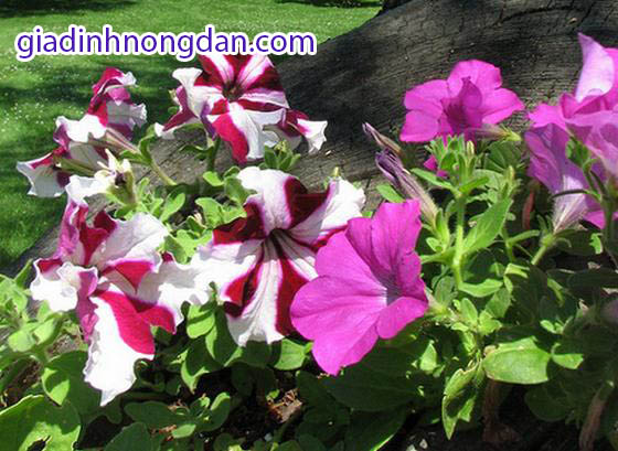 Cây Hoa Dạ Yến Thảo Cây Hoa Dạ Yến Thảo