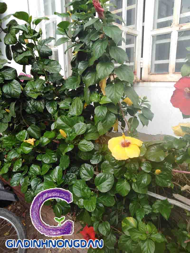 Cây Hoa Dâm Bụt Cây Hoa Dâm Bụt