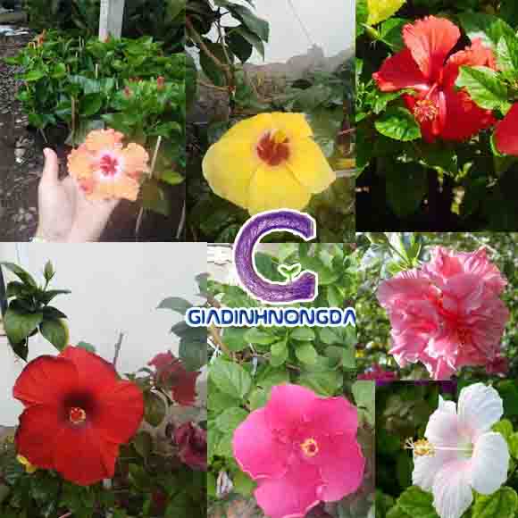 Cây Hoa Dâm Bụt Cây Hoa Dâm Bụt