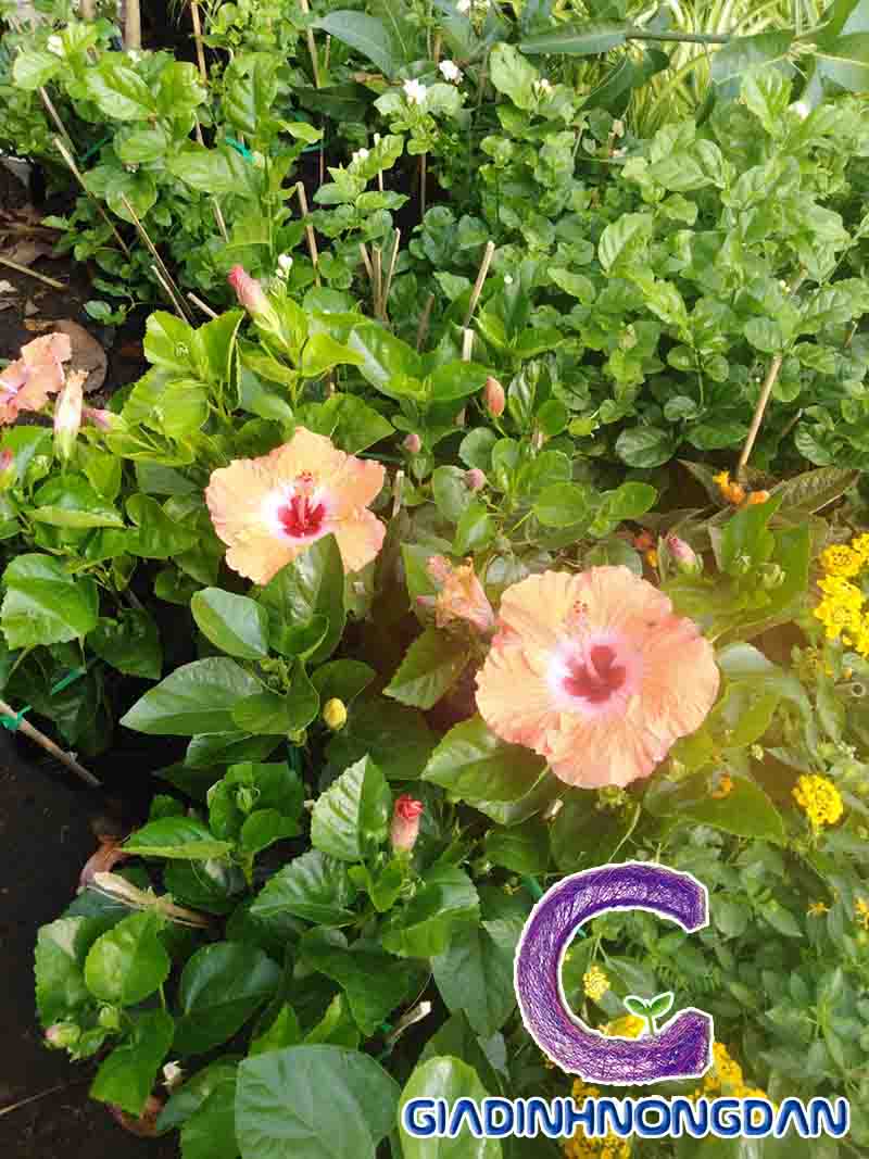 Cây Hoa Dâm Bụt Cây Hoa Dâm Bụt