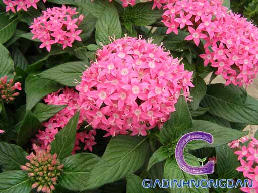 Cây Hoa Diễm Châu Cây Hoa Diễm Châu