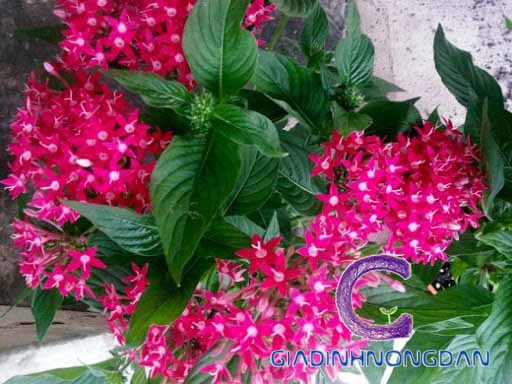 Cây Hoa Diễm Châu Cây Hoa Diễm Châu