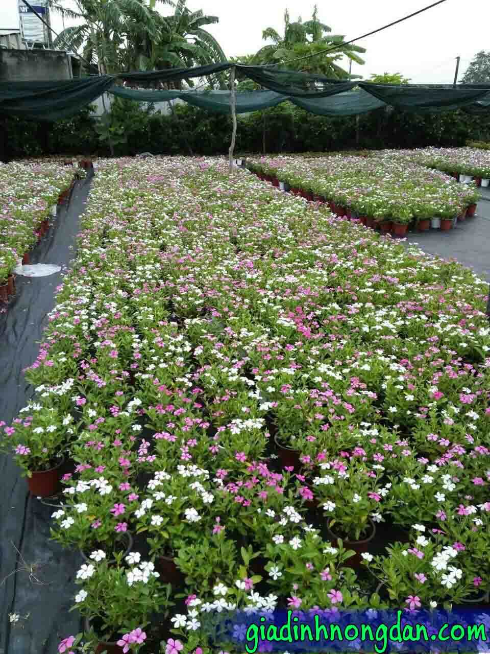 Cây Hoa Dừa Cạn Đứng