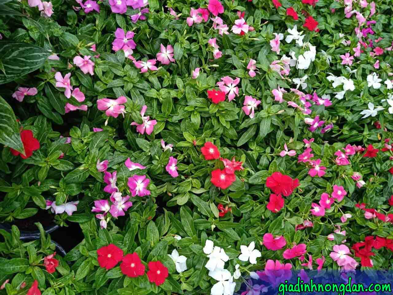 Cây Hoa Dừa Cạn Đứng