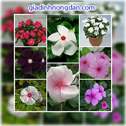 Cây Hoa Dừa Cạn Đứng Cây Hoa Dừa Cạn Đứng