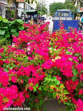 Cây Hoa Giấy Cây Hoa Giấy