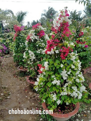 Cây Hoa Giấy Cây Hoa Giấy