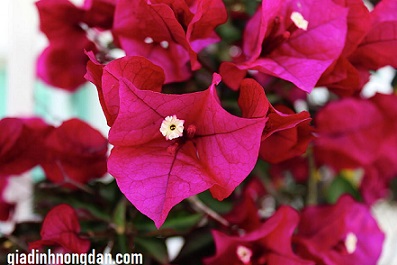 Cây Hoa Giấy Cây Hoa Giấy
