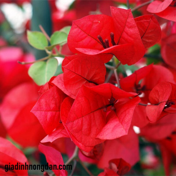 Cây Hoa Giấy Cây Hoa Giấy