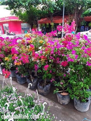Cây Hoa Giấy Cây Hoa Giấy