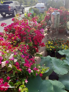 Cây Hoa Giấy Cây Hoa Giấy
