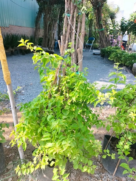 Hoa Giấy Leo Nhiều Màu (cây giống quận 12) Hoa Giấy Leo Nhiều Màu (cây giống quận 12)