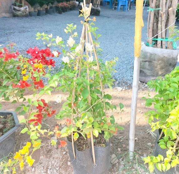 Hoa Giấy Leo Nhiều Màu (cây giống quận 12) Hoa Giấy Leo Nhiều Màu (cây giống quận 12)