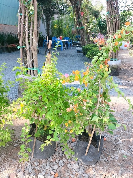 Hoa Giấy Leo Nhiều Màu (cây giống quận 12) Hoa Giấy Leo Nhiều Màu (cây giống quận 12)