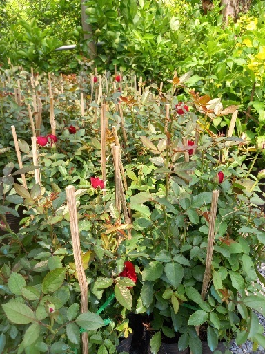 Cây Hoa Hồng Siêu Nụ Siêu Hoa Cây Hoa Hồng Siêu Nụ Siêu Hoa