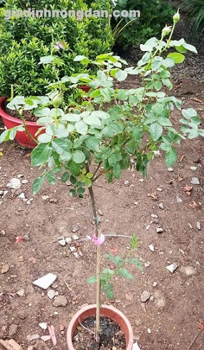 Cây Hoa Hồng Thân Gỗ Cây Hoa Hồng Thân Gỗ