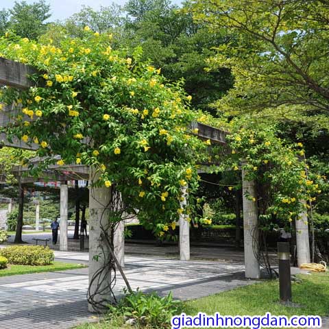 Cây Hoa Huỳnh Anh Leo Cây Hoa Huỳnh Anh Leo