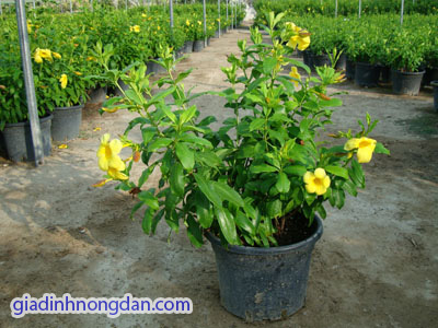 Cây Hoa Huỳnh Anh Leo Cây Hoa Huỳnh Anh Leo