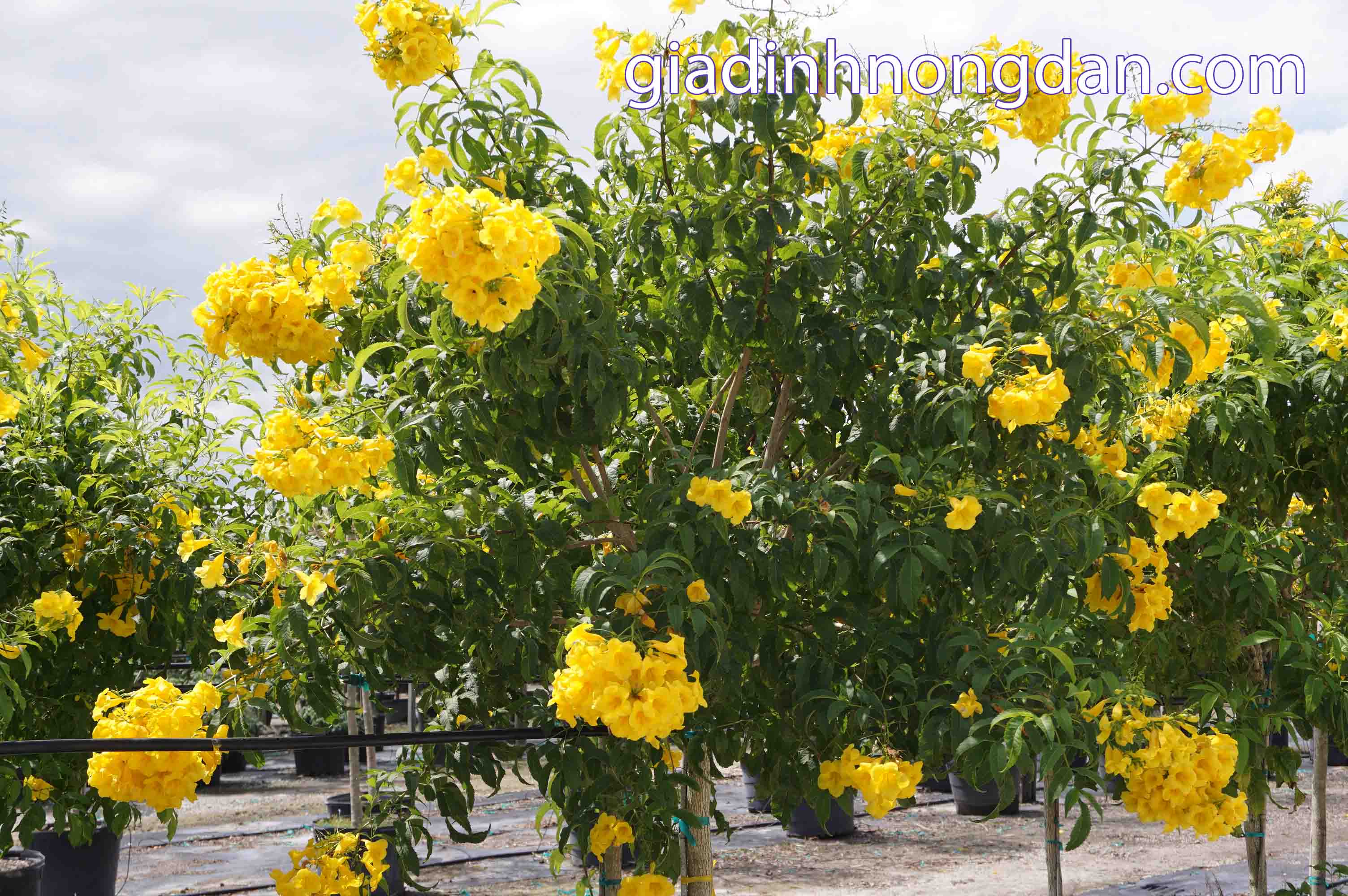 Cây Hoa Huỳnh Liên Cây Hoa Huỳnh Liên