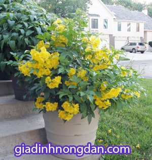 Cây Hoa Huỳnh Liên Cây Hoa Huỳnh Liên
