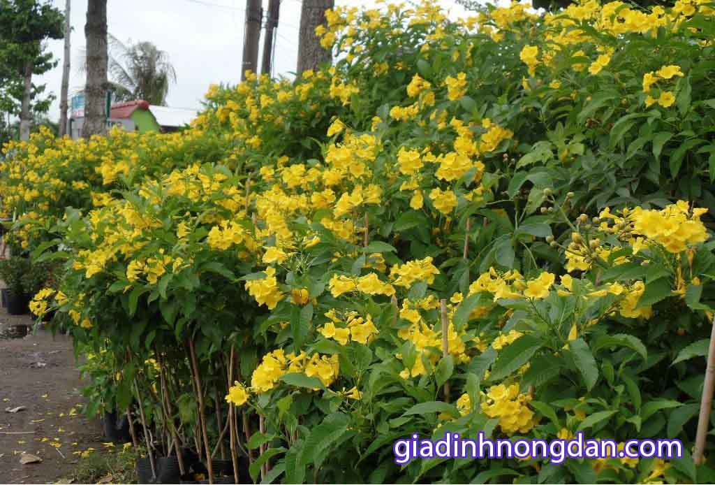 Cây Hoa Huỳnh Liên Cây Hoa Huỳnh Liên