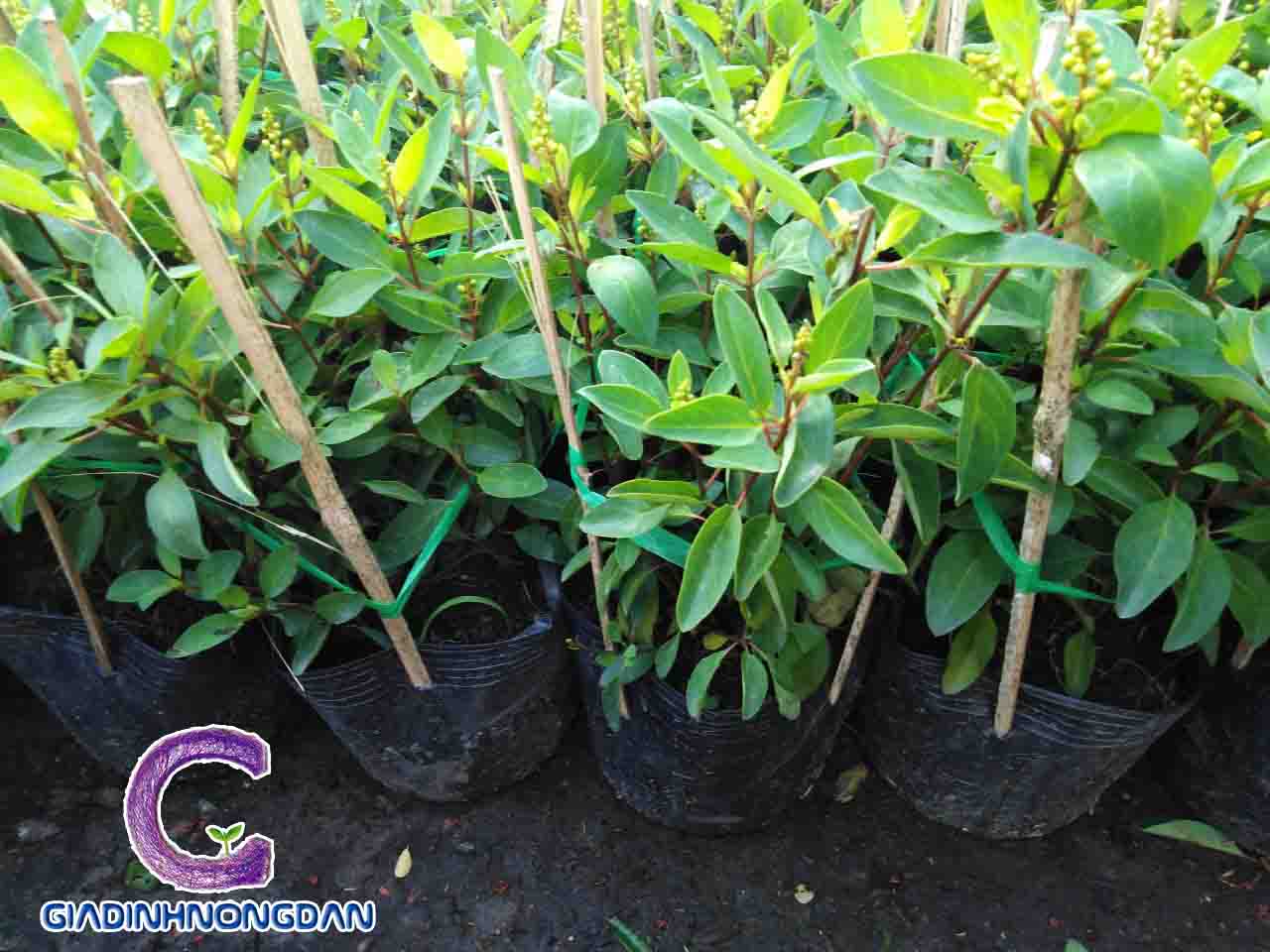 Cây Hoa Kim Đồng Vàng Cây Hoa Kim Đồng Vàng