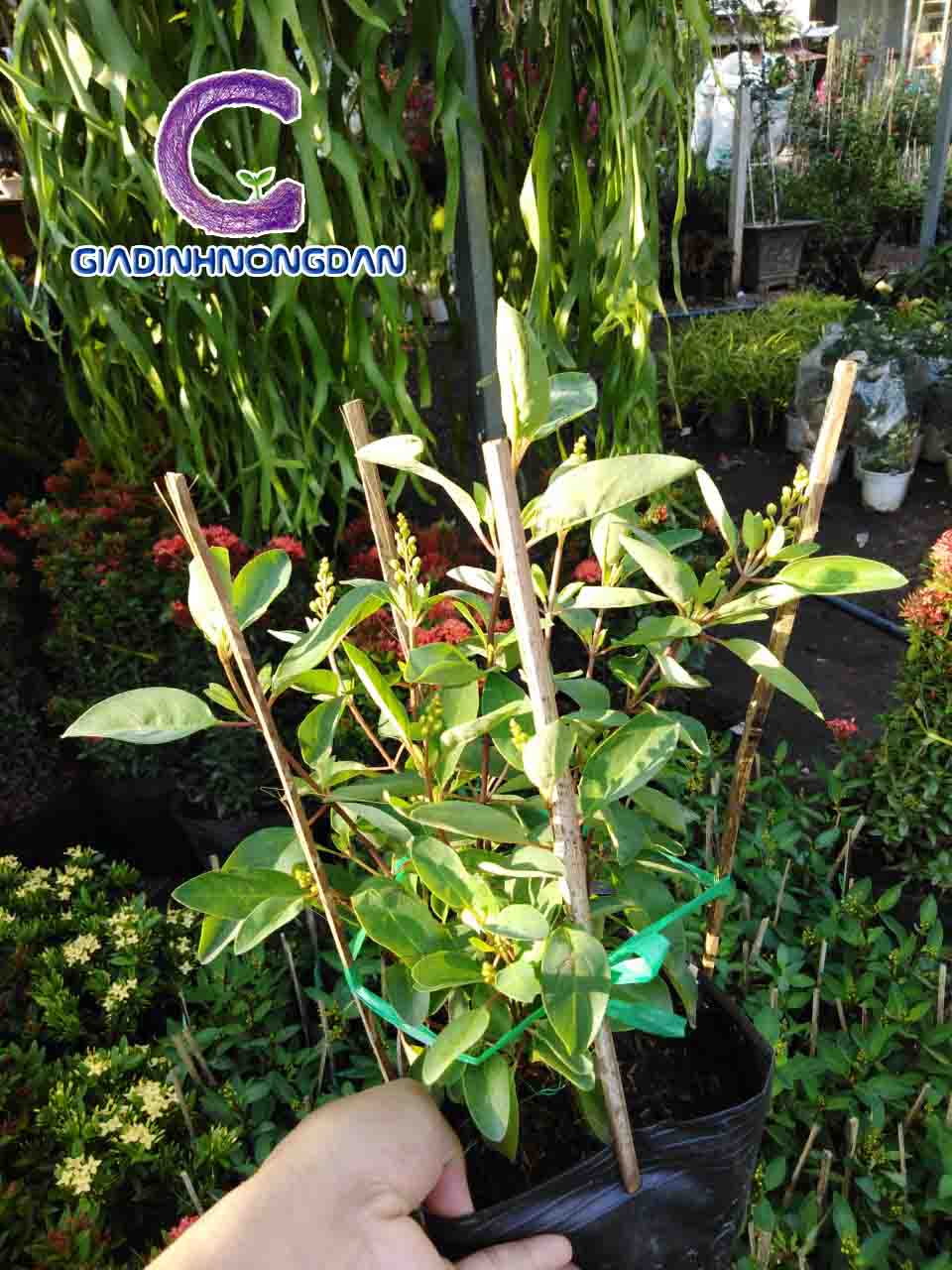 Cây Hoa Kim Đồng Vàng Cây Hoa Kim Đồng Vàng