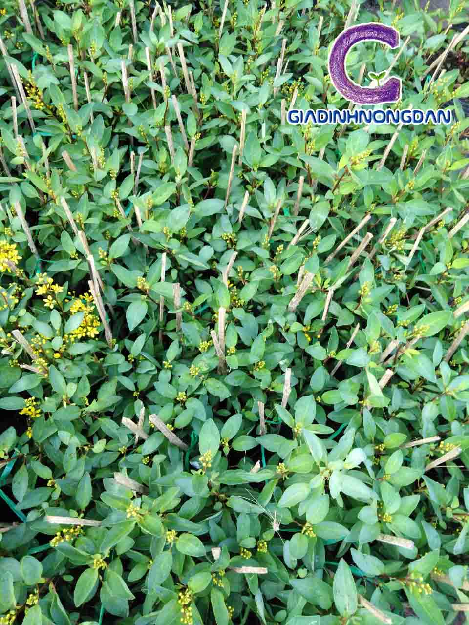 Cây Hoa Kim Đồng Vàng Cây Hoa Kim Đồng Vàng