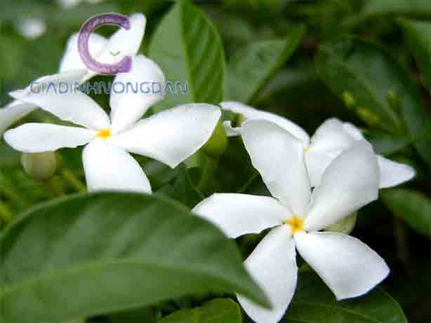 Cây Hoa Lài Tây Cây Hoa Lài Tây