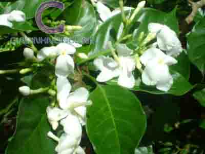 Cây Hoa Lài Tây Cây Hoa Lài Tây