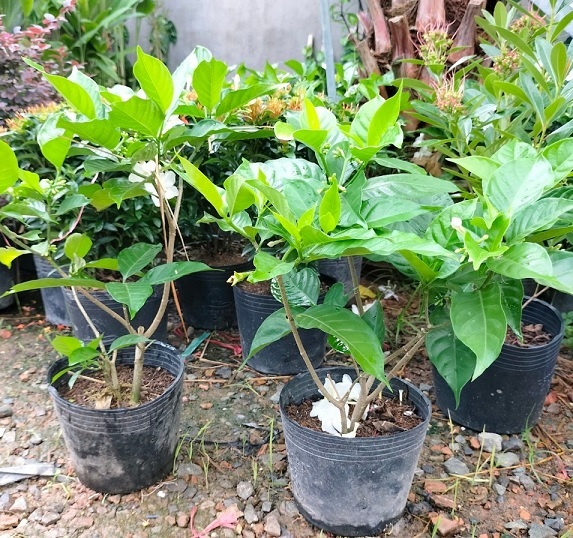 Cây Hoa Lài Tây Trồng Trang Trí Sân Vườn Cây Hoa Lài Tây Trồng Trang Trí Sân Vườn