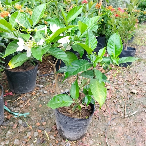 Cây Hoa Lài Tây Trồng Trang Trí Sân Vườn Cây Hoa Lài Tây Trồng Trang Trí Sân Vườn