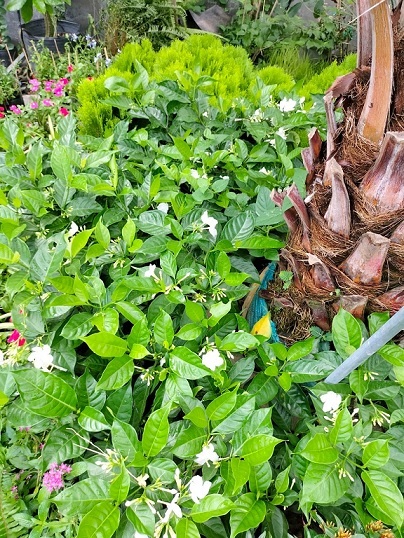 Cây Hoa Lài Tây Trồng Trang Trí Sân Vườn Cây Hoa Lài Tây Trồng Trang Trí Sân Vườn