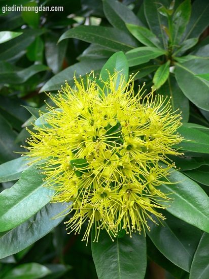 Cây Mai Thái Hoa Vàng