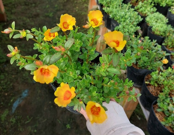 Cây Hoa Mười Giờ Sam Cảnh Cây Hoa Mười Giờ Sam Cảnh