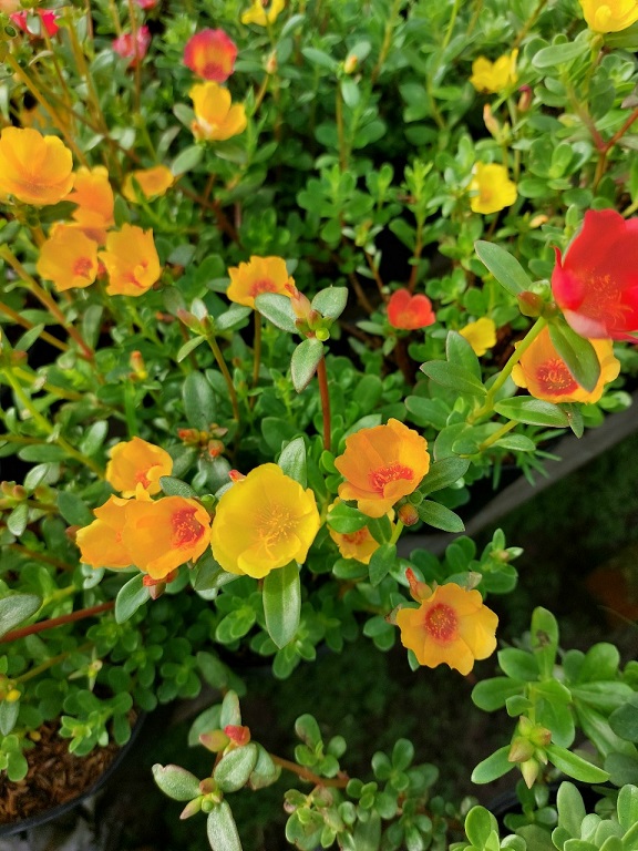Cây Hoa Mười Giờ Sam Cảnh Cây Hoa Mười Giờ Sam Cảnh