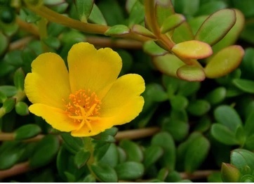 Cây Hoa Mười Giờ Sam Cảnh Cây Hoa Mười Giờ Sam Cảnh