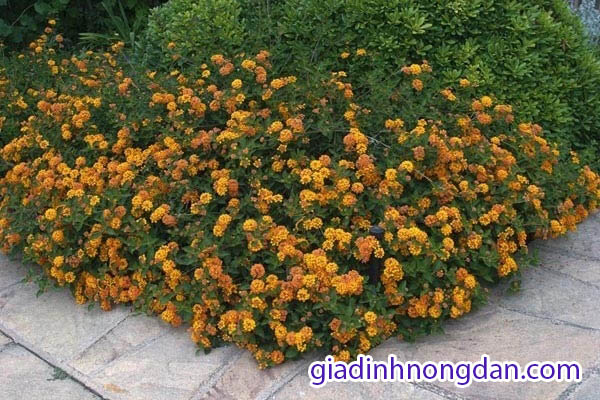 Cây Hoa Ngũ sắc Cây Hoa Ngũ sắc